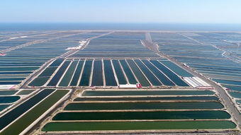 樂亭 海產品養(yǎng)殖產業(yè)的蓬勃發(fā)展與未來展望