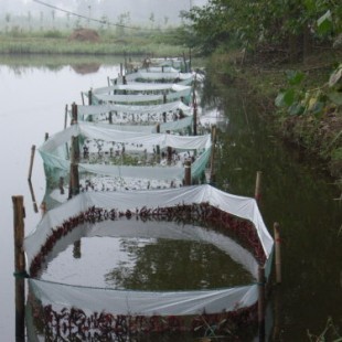 江西小龍蝦養殖產業的興起與養殖環境分析