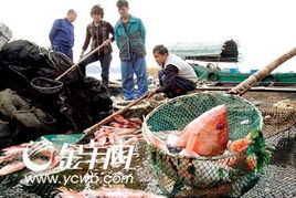 湛江水產(chǎn)養(yǎng)殖業(yè)面臨嚴峻考驗，多地養(yǎng)殖項目幾近全軍覆沒