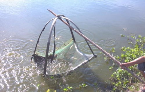 水產(chǎn)養(yǎng)殖前景無限，葉小永帶領(lǐng)鄉(xiāng)親共踏致富路