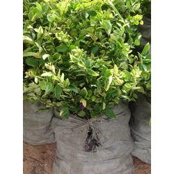 金華市水產養殖產業鏈全景 批發、供應與廠家深度解析