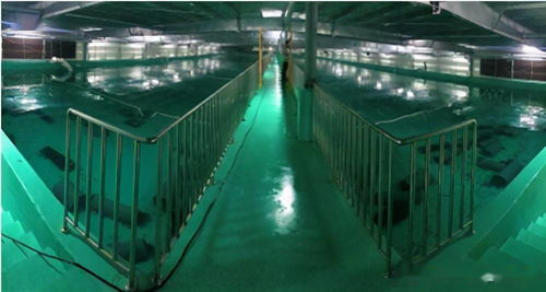 水產養殖綠色發展推動漁業法修訂，海璟水產工廠化方案做加法賦能產業升級