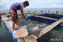 水產乳酸菌 現代水產養殖業的綠色增效利器